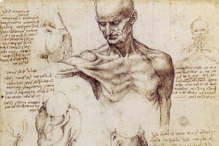 Storia dell'Anatomia, Codice Windsor, Leonardo da Vinci